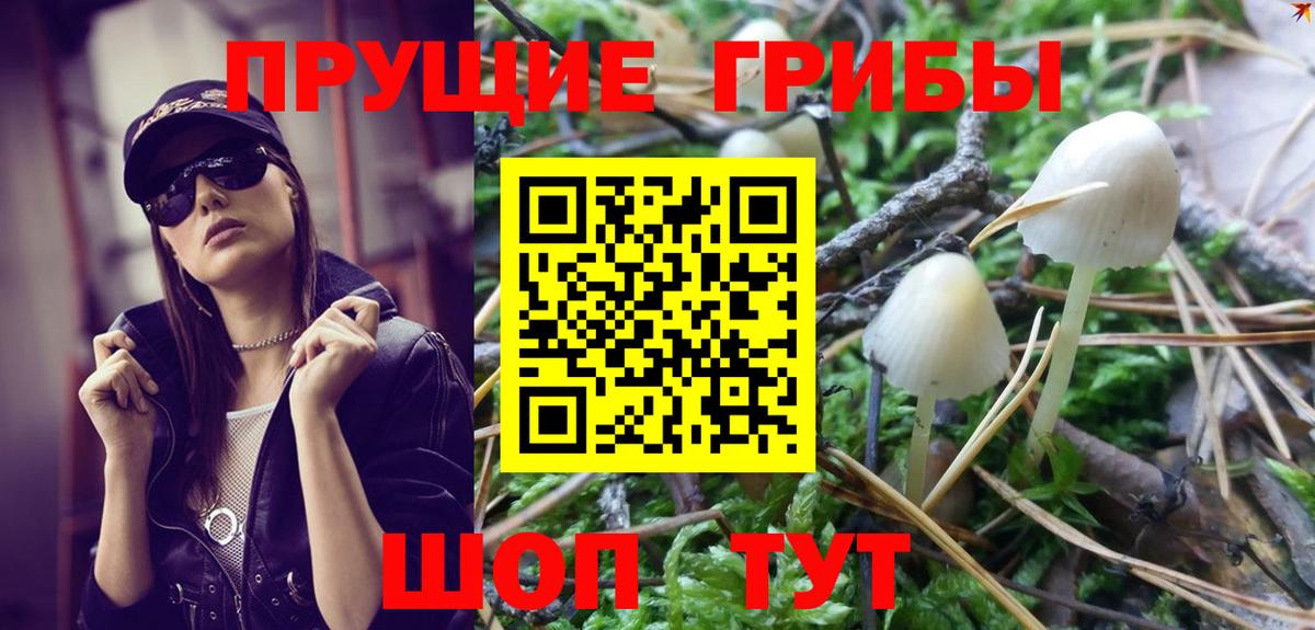 как найти   Галлюциногенные грибы Psilocybe  Псилоцибиновые грибы прущие грибы  Вход с VPN  Тейково 